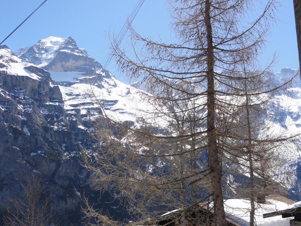 Chalet Schoenbuehl Mürren Eksteriør bilde